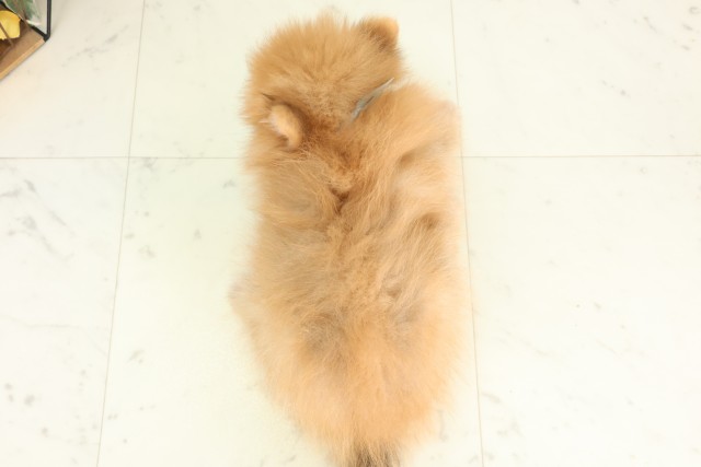 群馬県のポメラニアン (Coo&RIKU高崎店/2026年6月5日生まれ/男の子/オレンジ)の子犬の4枚目の画像