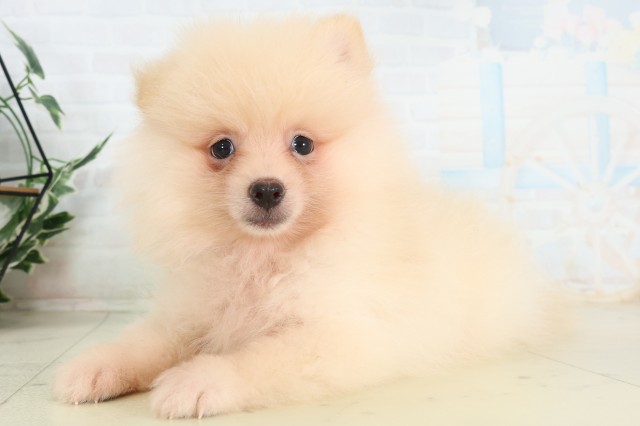 群馬県のポメラニアン (Coo&RIKU伊勢崎店/2026年6月5日生まれ/男の子/クリーム)の子犬の3枚目の画像