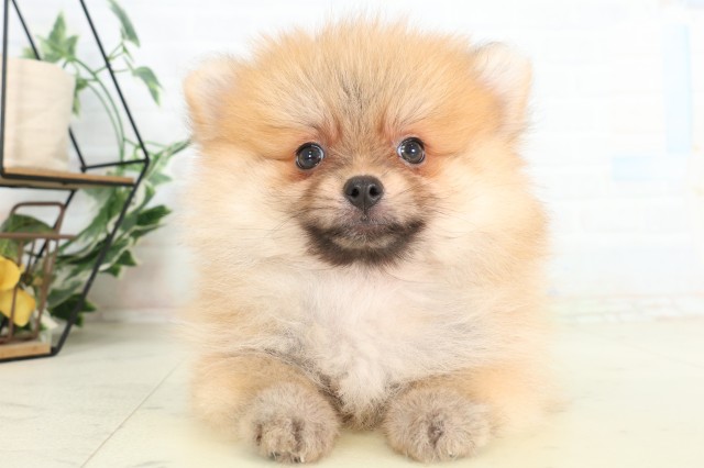 埼玉県のポメラニアン (Coo&RIKUヤオコー幸手店/2026年6月5日生まれ/女の子/オレンジ)の子犬の1枚目の画像