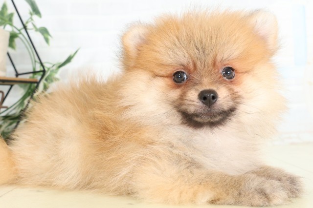 埼玉県のポメラニアン (Coo&RIKUヤオコー幸手店/2026年6月5日生まれ/女の子/オレンジ)の子犬の2枚目の画像