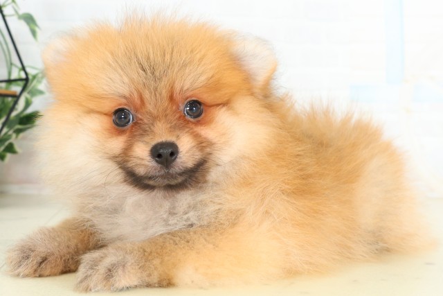 埼玉県のポメラニアン (Coo&RIKUヤオコー幸手店/2026年6月5日生まれ/女の子/オレンジ)の子犬の3枚目の画像