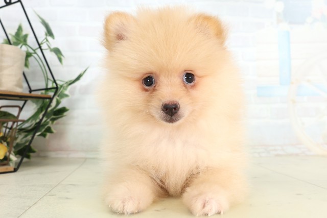 群馬県のポメラニアン (Coo&RIKU前橋店/2026年6月5日生まれ/女の子/クリーム)の子犬の1枚目の画像