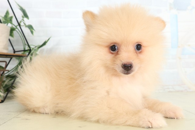 群馬県のポメラニアン (Coo&RIKU前橋店/2026年6月5日生まれ/女の子/クリーム)の子犬の2枚目の画像