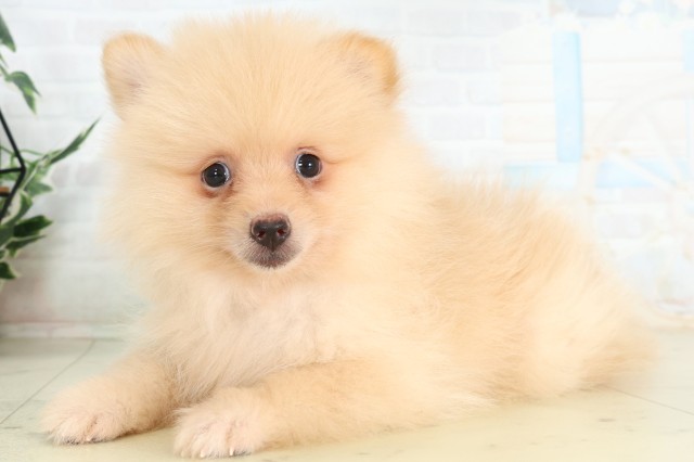 群馬県のポメラニアン (Coo&RIKU前橋店/2026年6月5日生まれ/女の子/クリーム)の子犬の3枚目の画像