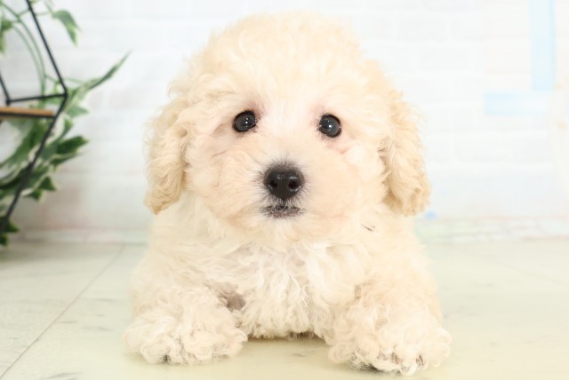 栃木県のトイプードル(トイ) (Coo&RIKUFKDインターパーク店/2026年6月7日生まれ/男の子/クリーム)の子犬の1枚目の画像