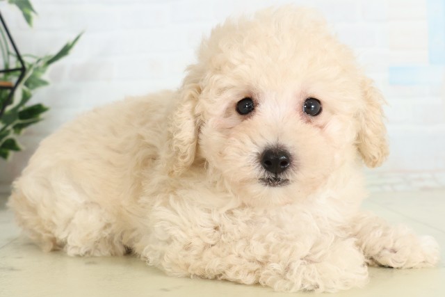 栃木県のトイプードル(トイ) (Coo&RIKUFKDインターパーク店/2026年6月7日生まれ/男の子/クリーム)の子犬の2枚目の画像