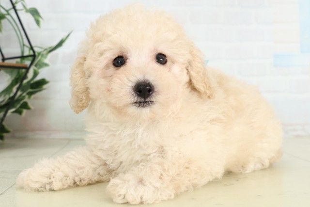 栃木県のトイプードル(トイ) (Coo&RIKUFKDインターパーク店/2026年6月7日生まれ/男の子/クリーム)の子犬の3枚目の画像