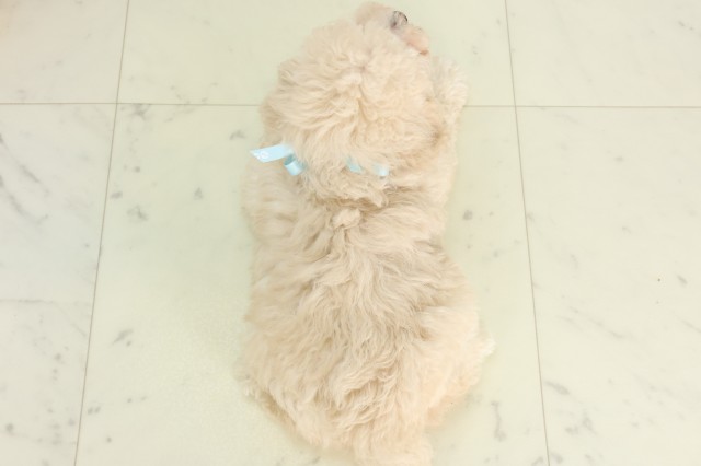 栃木県のトイプードル(トイ) (Coo&RIKUFKDインターパーク店/2026年6月7日生まれ/男の子/クリーム)の子犬の4枚目の画像