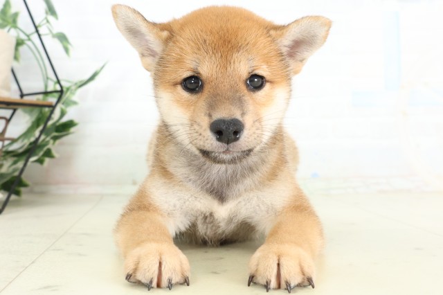埼玉県の柴犬(標準サイズ) (Coo&RIKU熊谷ニットーモール店/2026年6月6日生まれ/男の子/赤)の子犬の1枚目の画像