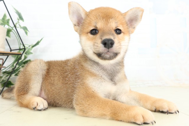 埼玉県の柴犬(標準サイズ) (Coo&RIKU熊谷ニットーモール店/2026年6月6日生まれ/男の子/赤)の子犬の2枚目の画像