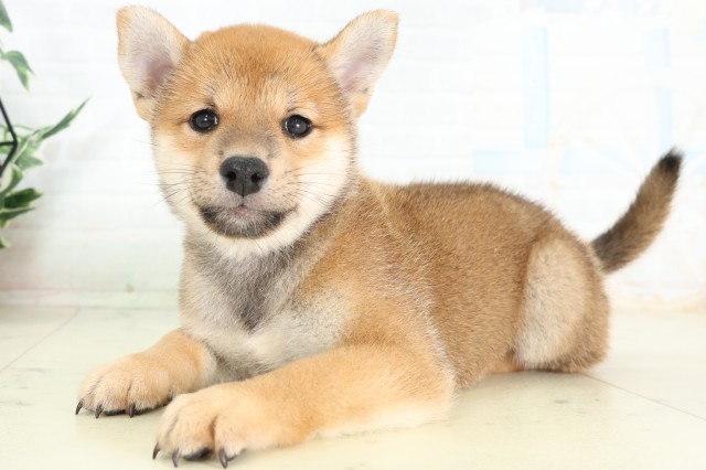 埼玉県の柴犬(標準サイズ) (Coo&RIKU熊谷ニットーモール店/2026年6月6日生まれ/男の子/赤)の子犬の3枚目の画像