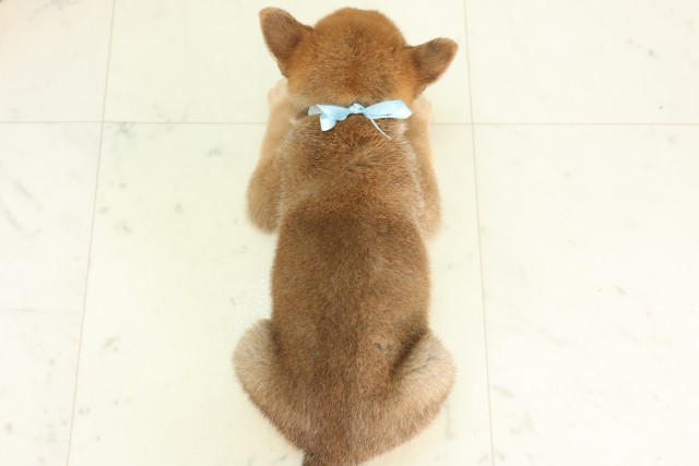 埼玉県の柴犬(標準サイズ) (Coo&RIKU熊谷ニットーモール店/2026年6月6日生まれ/男の子/赤)の子犬の4枚目の画像