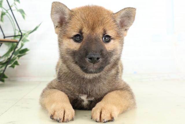 群馬県の柴犬(標準サイズ) (Coo&RIKU前橋店/2026年6月6日生まれ/女の子/赤)の子犬の1枚目の画像
