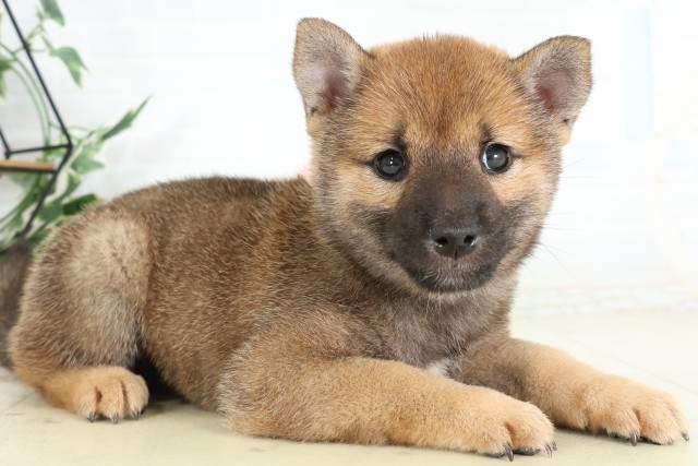群馬県の柴犬(標準サイズ) (Coo&RIKU前橋店/2026年6月6日生まれ/女の子/赤)の子犬の2枚目の画像