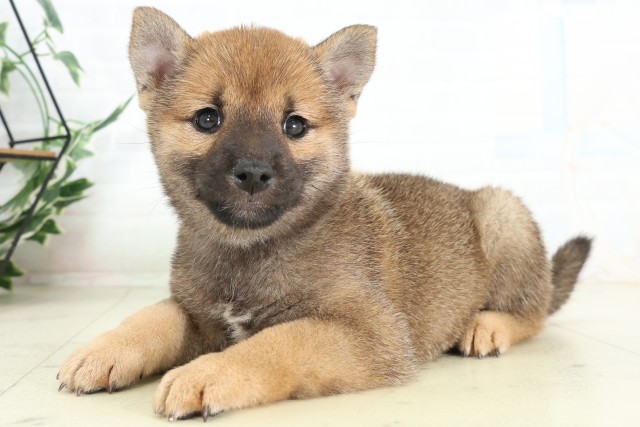 群馬県の柴犬(標準サイズ) (Coo&RIKU前橋店/2026年6月6日生まれ/女の子/赤)の子犬の3枚目の画像