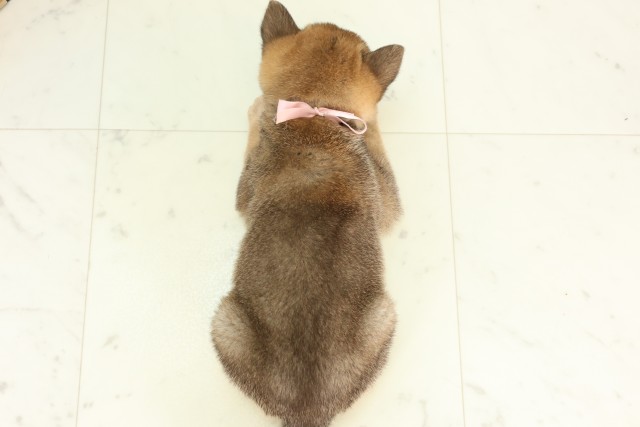 群馬県の柴犬(標準サイズ) (Coo&RIKU前橋店/2026年6月6日生まれ/女の子/赤)の子犬の4枚目の画像