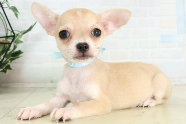 愛媛県のチワワ(スムース) (Coo&RIKU大洲店/2026年5月30日生まれ/男の子/クリームホワイト)の子犬の3枚目の画像