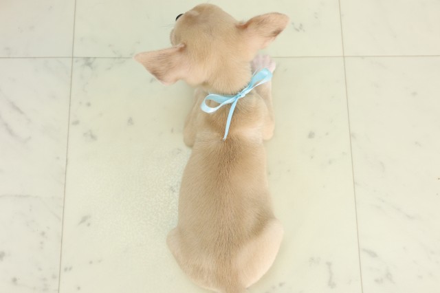 愛媛県のチワワ(スムース) (Coo&RIKU大洲店/2026年5月30日生まれ/男の子/クリームホワイト)の子犬の4枚目の画像