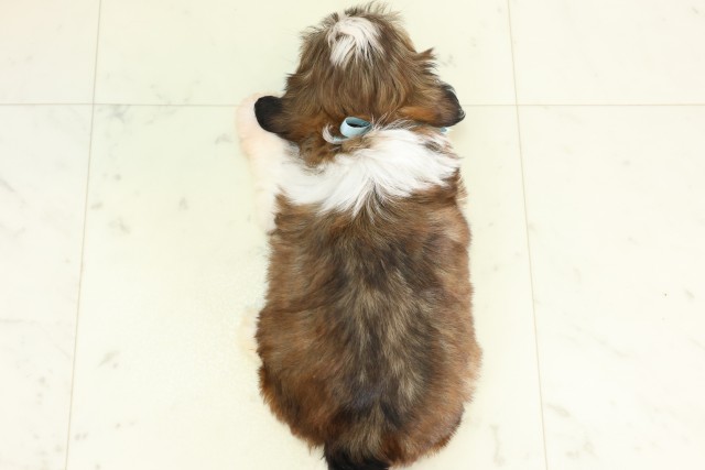 埼玉県のシーズー (Coo&RIKU川越店/2026年6月6日生まれ/男の子/ゴールドホワイト)の子犬の4枚目の画像