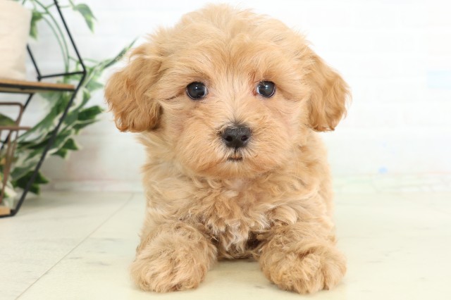 MIX(ハーフ)