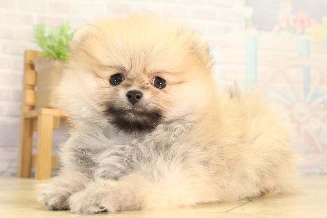 愛知県のポメラニアン (Coo&RIKU名古屋滝ノ水店/2026年6月6日生まれ/男の子/クリームセーブル)の子犬の3枚目の画像