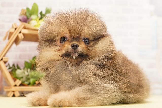 愛知県のポメラニアン (Coo&RIKU岡崎店/2026年6月5日生まれ/男の子/オレンジ)の子犬の3枚目の画像