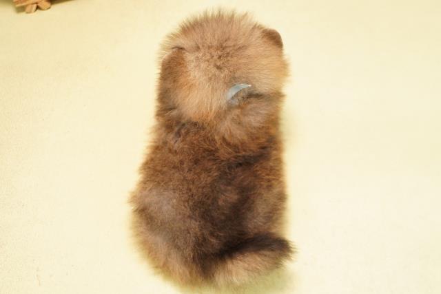 愛知県のポメラニアン (Coo&RIKU岡崎店/2026年6月5日生まれ/男の子/オレンジ)の子犬の4枚目の画像