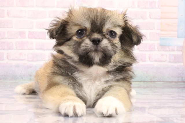 大阪府のハーフ犬・ミックス犬 (Coo&RIKU梅田店/2026年6月6日生まれ/女の子/フォーン)の子犬の1枚目の画像