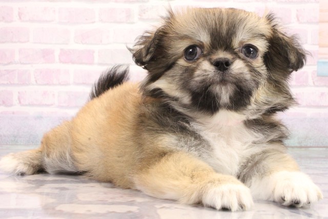 大阪府のハーフ犬・ミックス犬 (Coo&RIKU梅田店/2026年6月6日生まれ/女の子/フォーン)の子犬の2枚目の画像