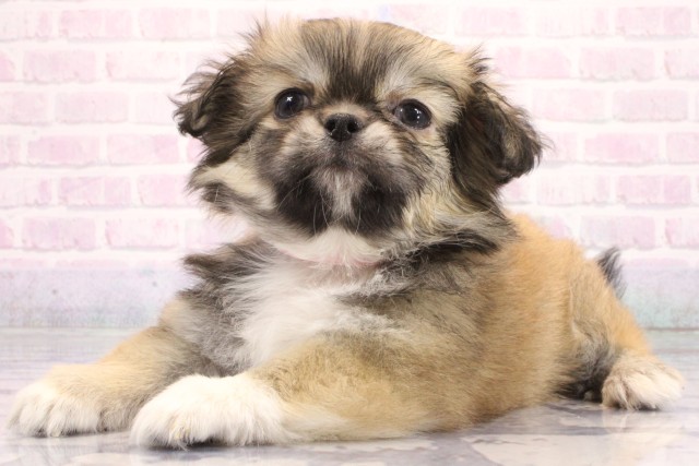 大阪府のハーフ犬・ミックス犬 (Coo&RIKU梅田店/2026年6月6日生まれ/女の子/フォーン)の子犬の3枚目の画像