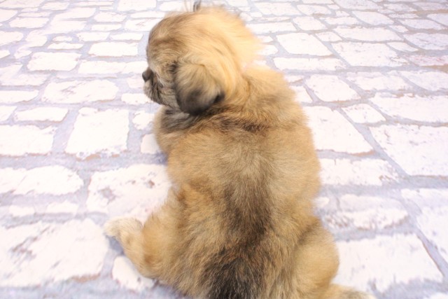 大阪府のハーフ犬・ミックス犬 (Coo&RIKU梅田店/2026年6月6日生まれ/女の子/フォーン)の子犬の4枚目の画像