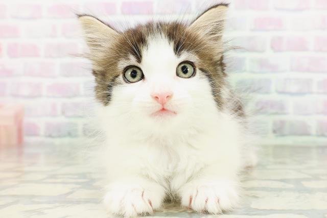 ノルウェージャン・フォレストキャット