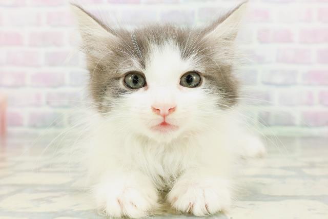 ノルウェージャン・フォレストキャット