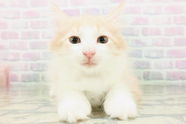 ノルウェージャン・フォレストキャット