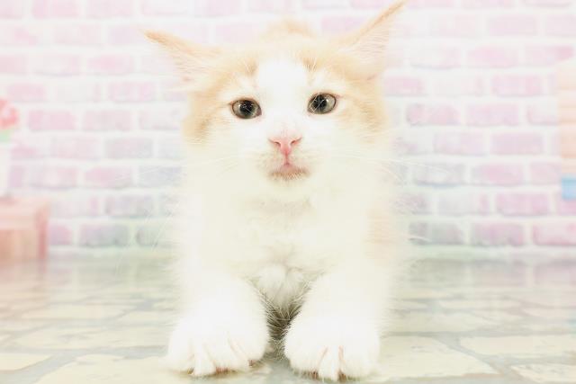 ノルウェージャン・フォレストキャット