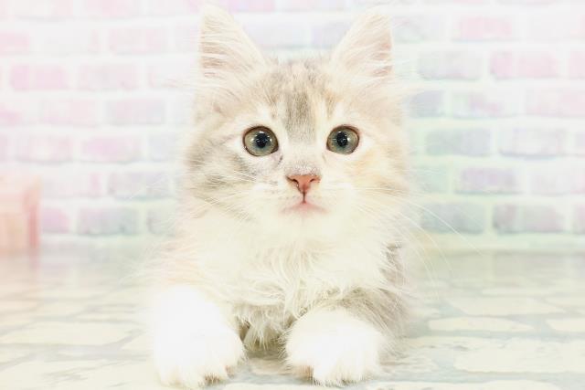 ノルウェージャン・フォレストキャット