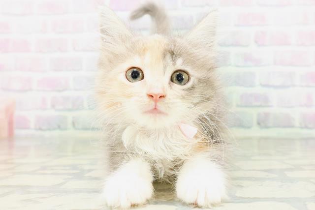 ノルウェージャン・フォレストキャット