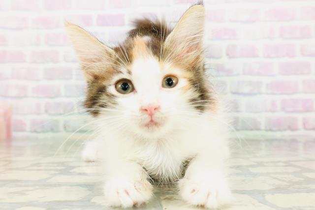 ノルウェージャン・フォレストキャット