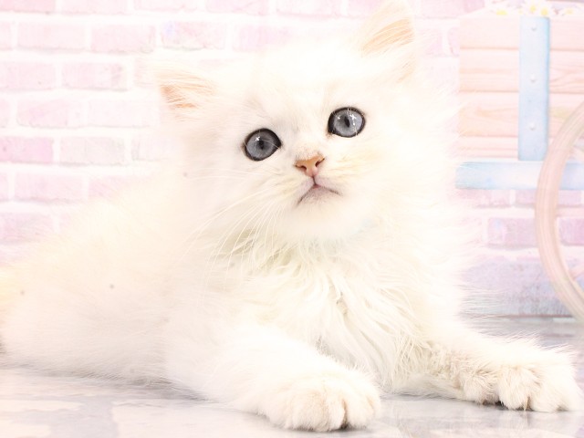 京都府のペルシャ (Coo&RIKU京都河原町店/2026年6月1日生まれ/男の子/チンチラシルバー)の子猫の2枚目の画像