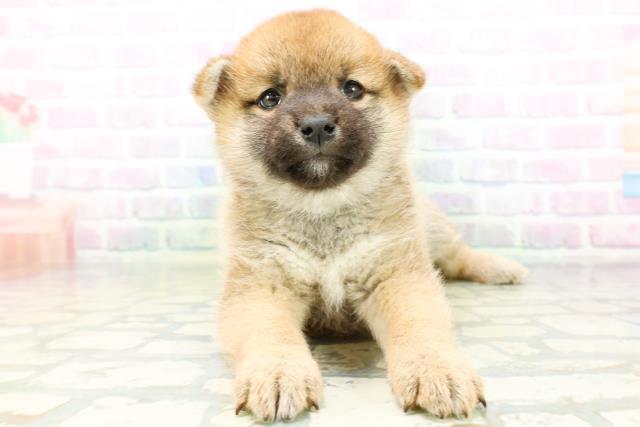 柴犬