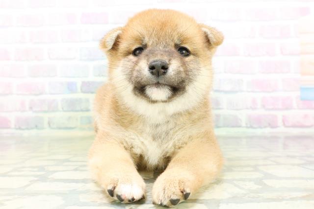 柴犬