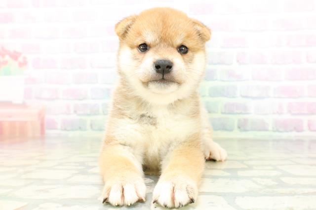 柴犬