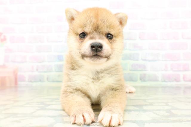 柴犬