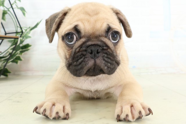 MIX(ハーフ)