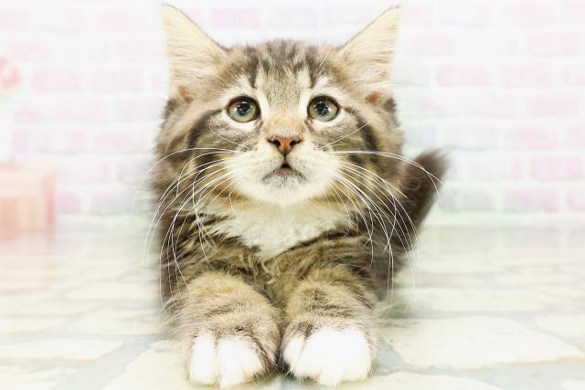 ノルウェージャン・フォレストキャット