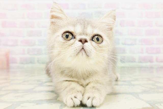 エキゾチック