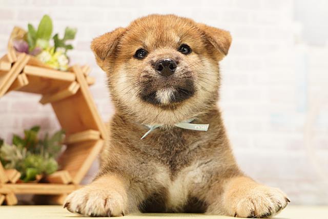 柴犬