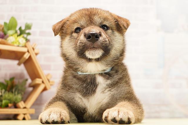 柴犬