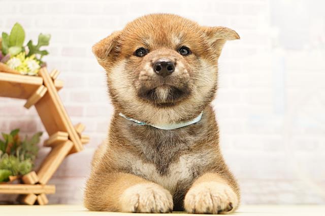 柴犬