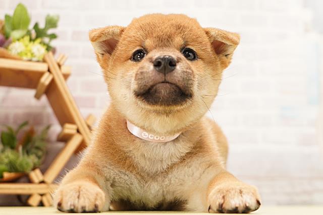 柴犬